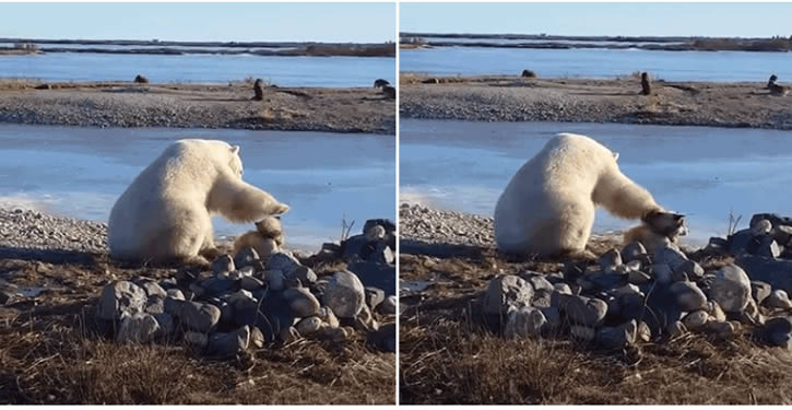 oso-polar-vs-perro