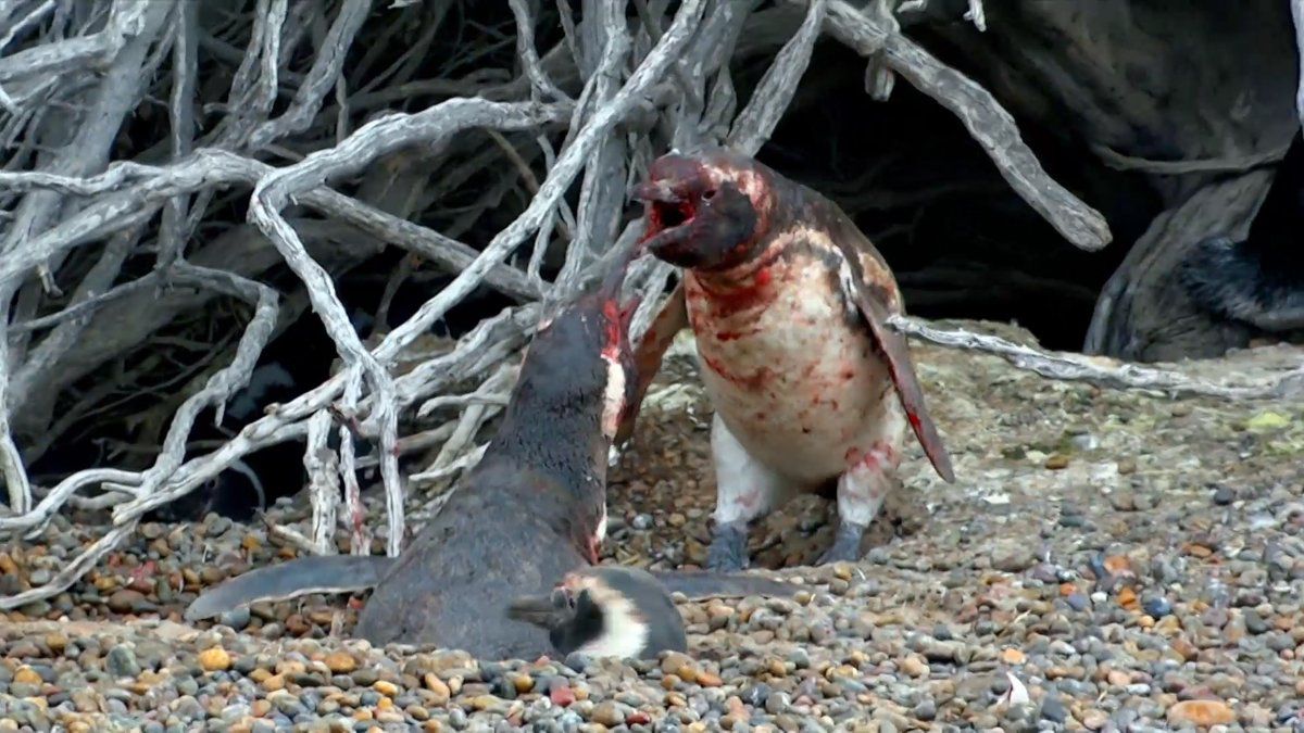 pelea-pinguinos