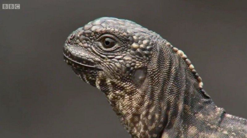 persecucion-iguanas-vs-serpientes
