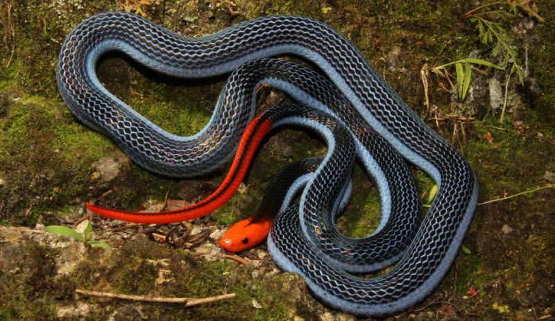 serpiente-coral-azul-malaya