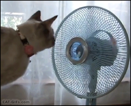 Gato vs ventilador