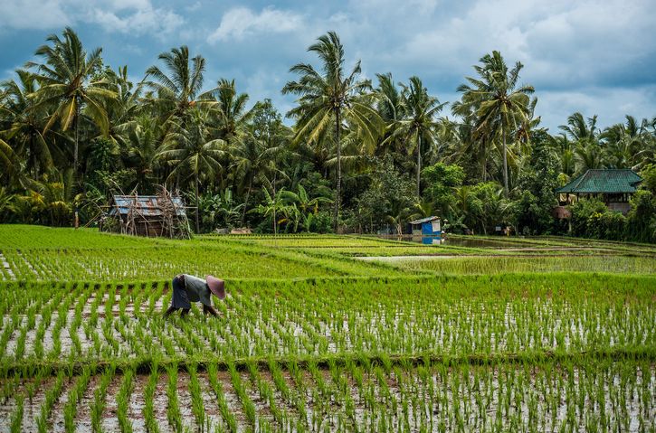 campos de cultivo de arroz