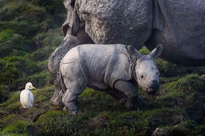 parque nacional Kaziranga rinocerontes (2)