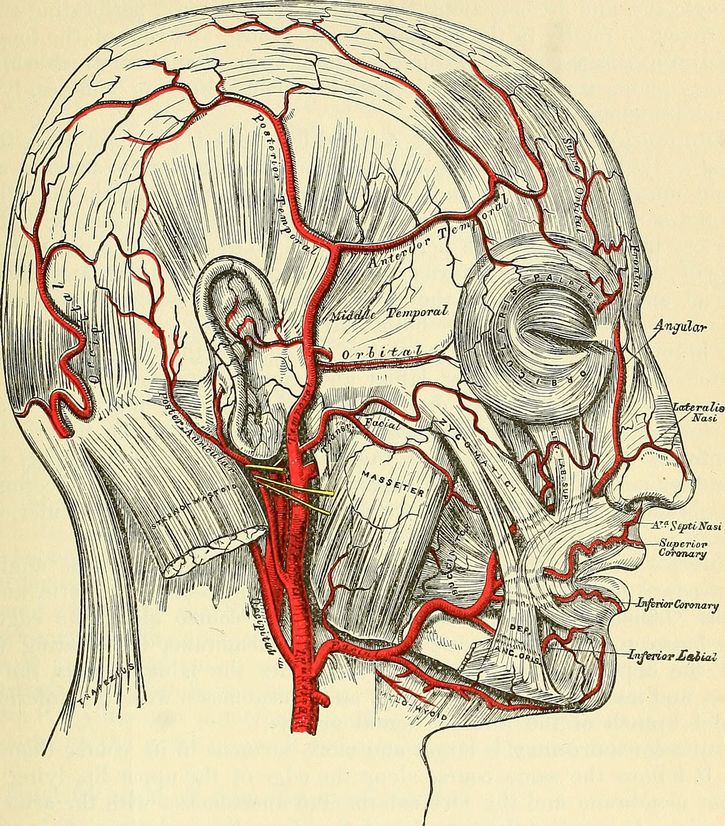 musculo cigomatico cabeza con etiquetas