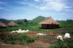animales muertos aldea de camerun lago nyos
