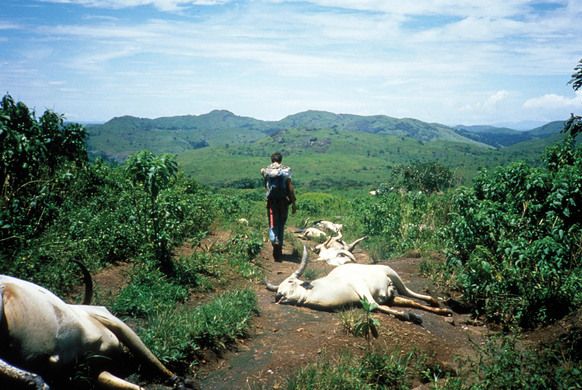 animales muertos co2 en camerun