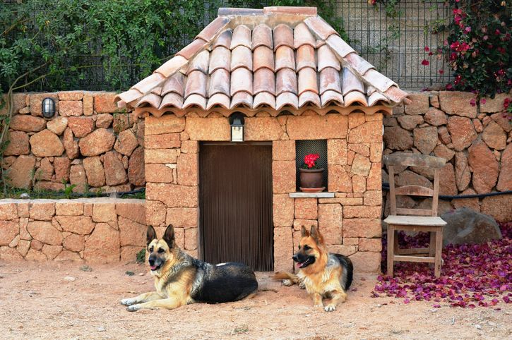 pastor aleman perros en casa
