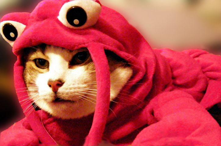 gato disfraz cangrejo