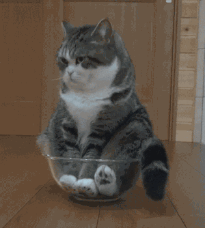 gato sentado en un tazo
