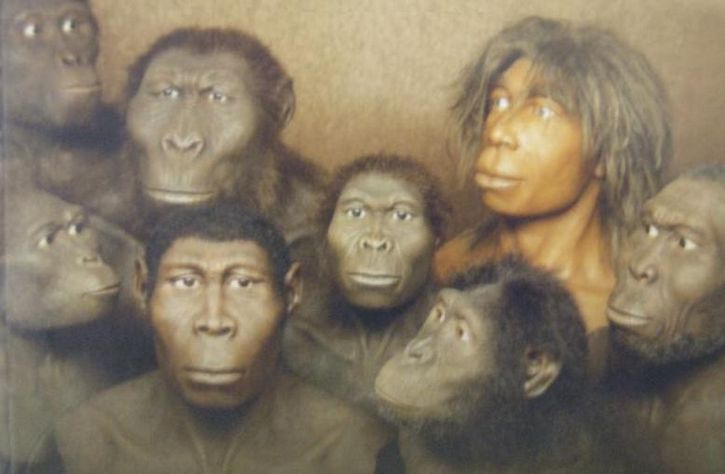 primates primitivos representacion