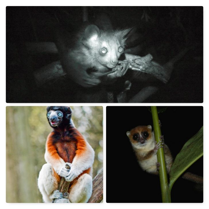 lemures etimologia portada