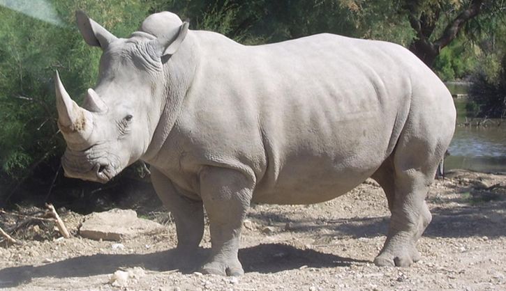 rinoceronte blanco nola