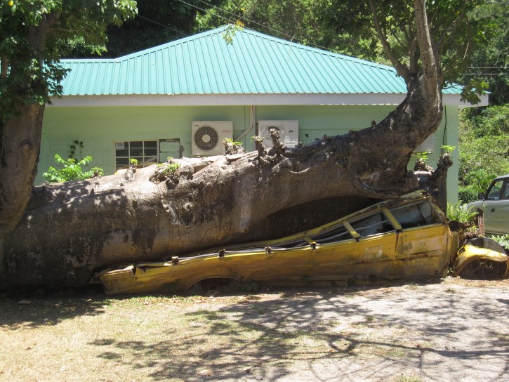 autobus escolar aplastado por arbol rep dominicana en el jardin botanico Roseau
