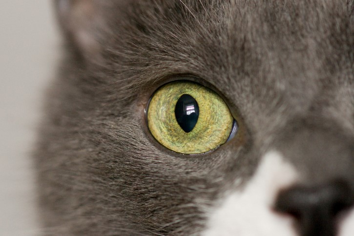 gato ojo amarillo