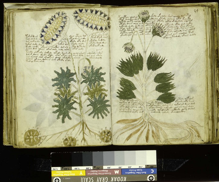 plantas en el manuscrito voynich