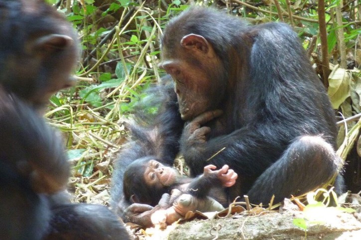 chimpance hembra y cria