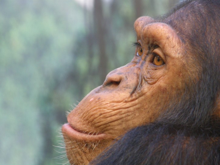 chimpance perfil