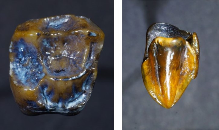 dientes hominidos encontrados en alemania