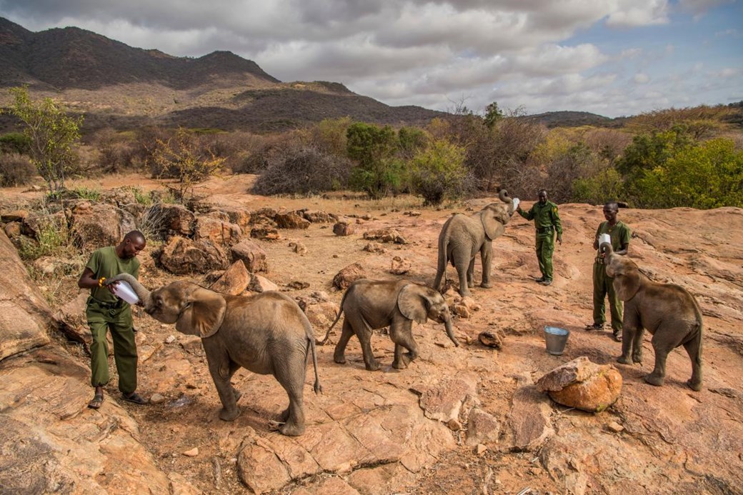 elefantes huerfanos en kenia