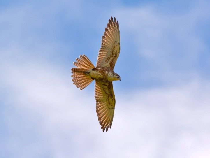 Falco berigora en vuelo