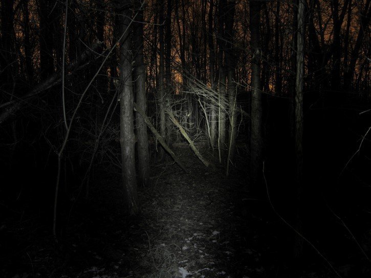 Bosque Aterrador En La Oscuridad