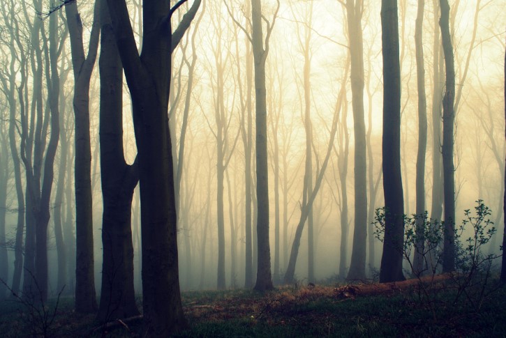 Bosque Del Terror Con Niebla