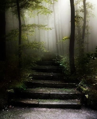 Escaleras En El Bosque