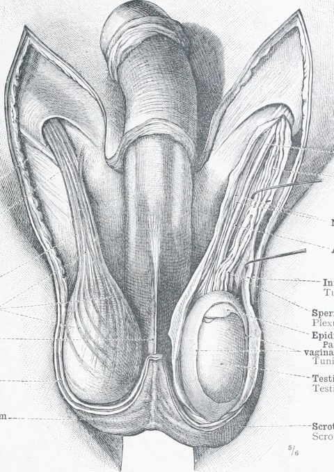 ilustracion anatomica de los testiculos