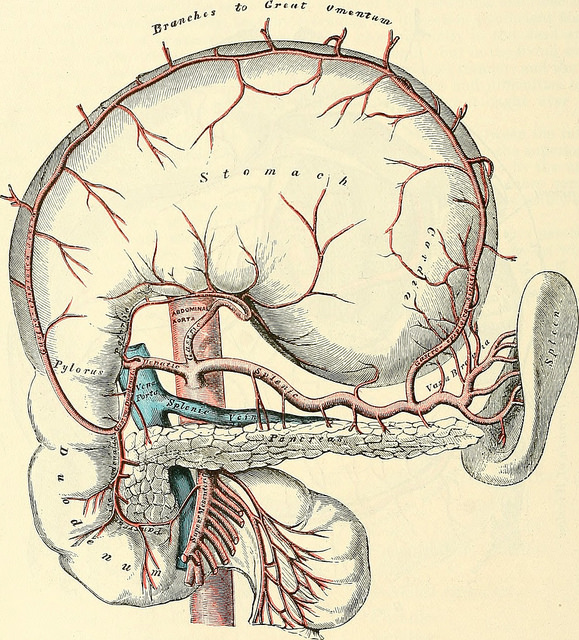 ilustracion anatomica estomago