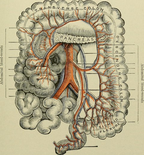 representacion anatomica del colon