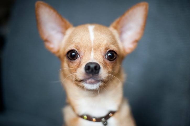 retrato adorable de un perro chihuahua