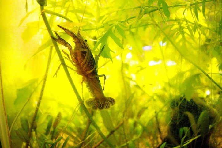 Procambarus fallax en un acuario
