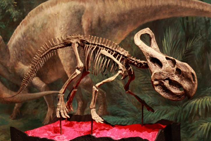 Protoceratops esqueleto