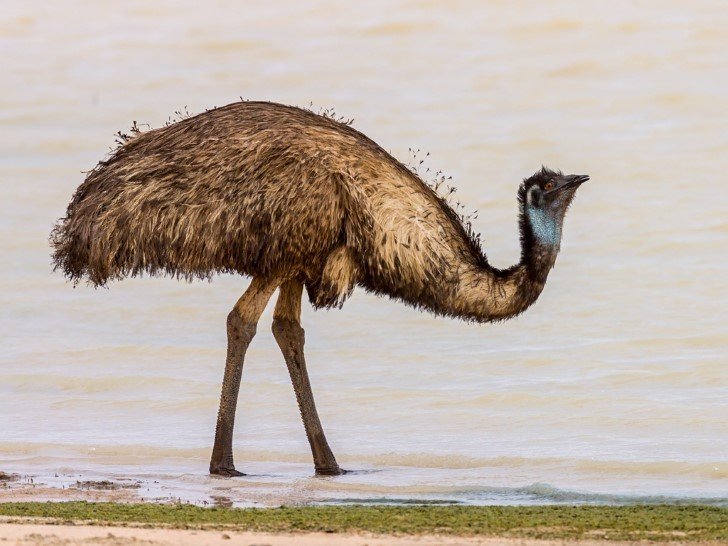 Emu bebiendo agua