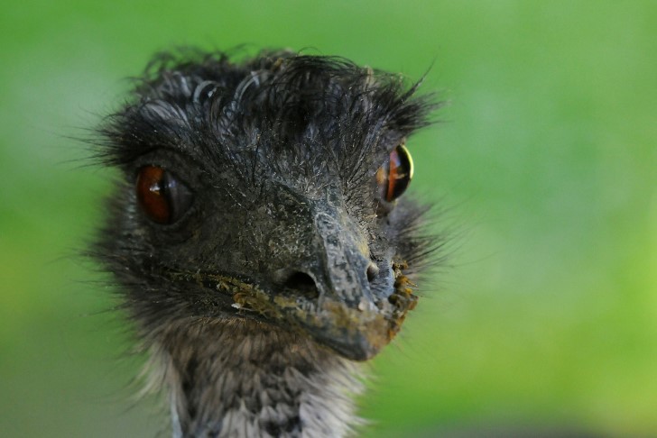 Emu cabeza