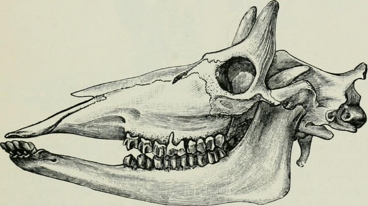 Fosil de una giraffa ilustracion
