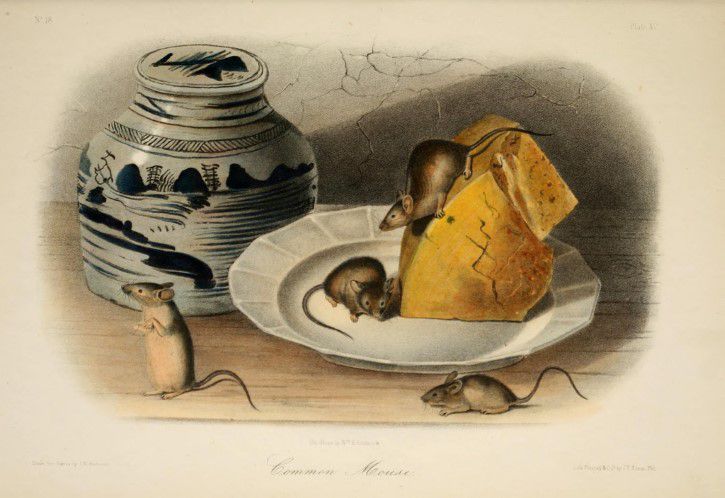 Ilustracion Ratas Comiendo Queso