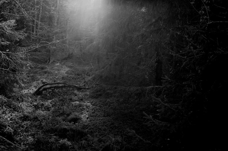 Bosque denso oscuridad