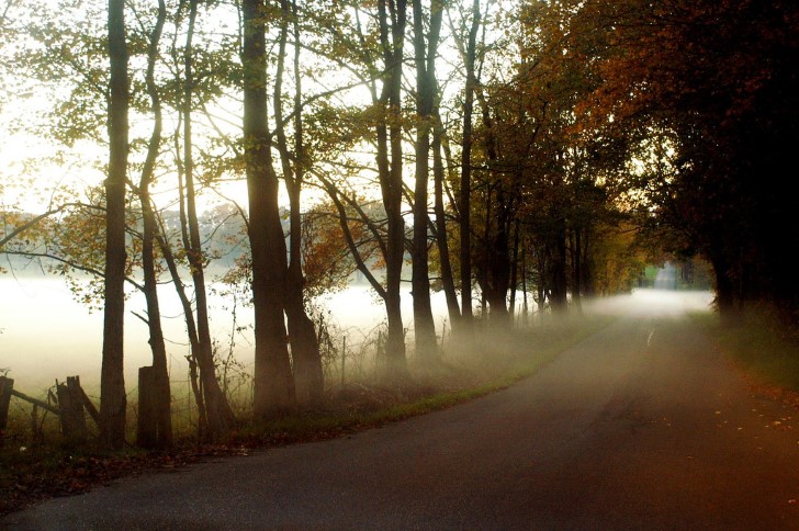 Neblina sobre la carretera en el bosque