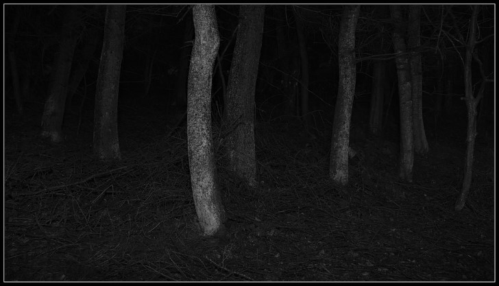 Oscuridad en el bosque