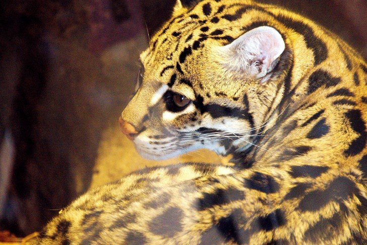Leopardus pardalis ocelote