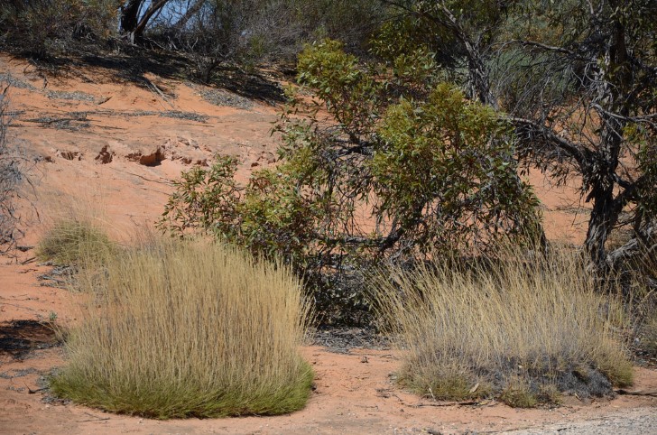 Triodia arbustos australia
