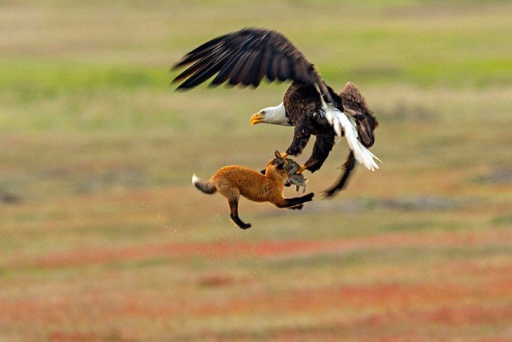 Aguila vs zorro portada