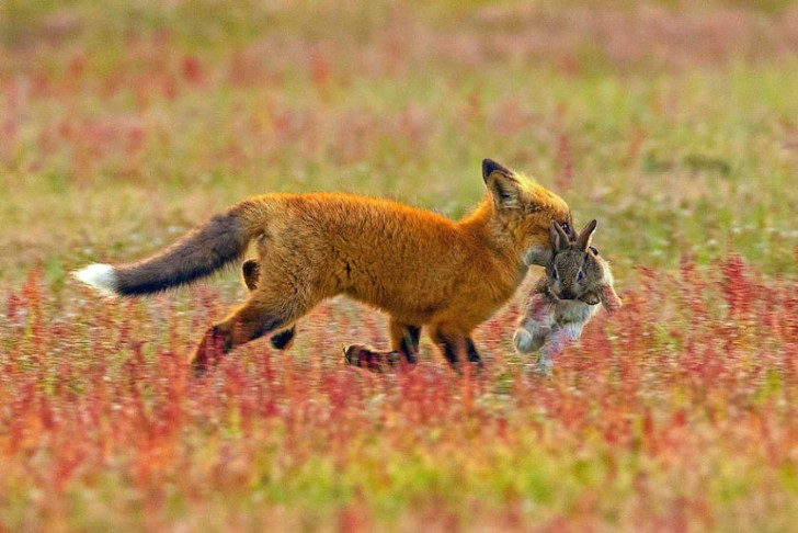 Batalla entre zorro rojo y aguila calva por un conejo (1)