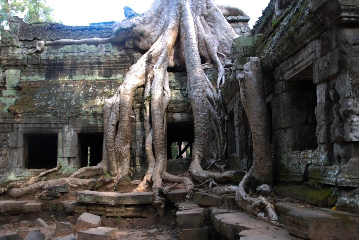 Angkor wat arboles