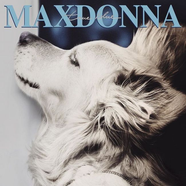 Max el perro imita a madonna (16)