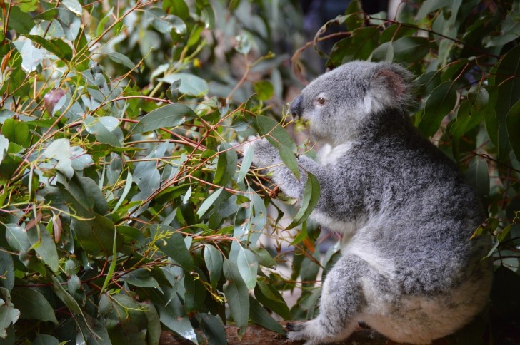 Koala alimentandose de hojas de eucalipto