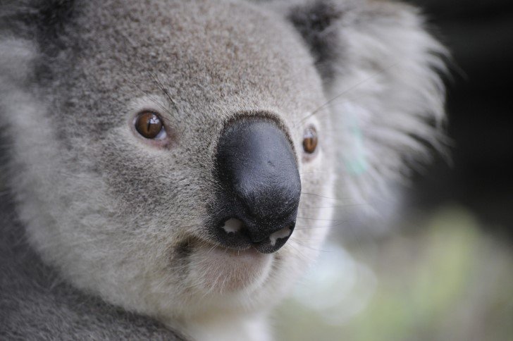Koala portada