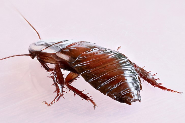 Cucaracha de cuerpo entero