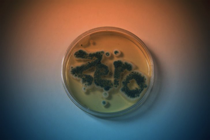 Hongos y bacterias portada
